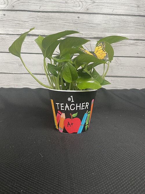 4&#039; Plant in #1 Teacher container